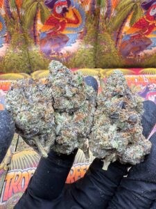 Chapo Pink🤠, Topical treez Ontario, Tropical tree Canada, Buy tropical treez gas, Buy tropical treez gas Ontario, Buy tropical treez gas canada