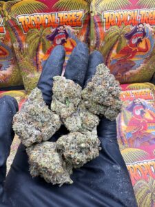 Pink Cannon Cove😮‍💨, Topical treez Ontario, Tropical tree Canada, Buy tropical treez gas, Buy tropical treez gas Ontario, Buy tropical treez gas canada